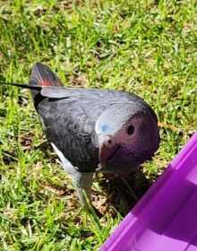 Lost African Grey