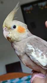 Lost Cockatiel