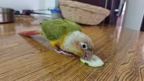 Lost Conure