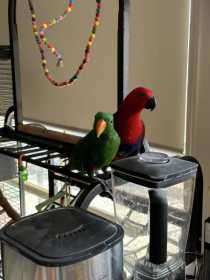 Lost Eclectus