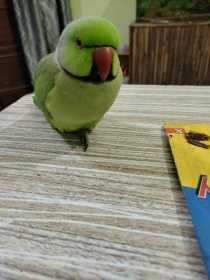 Lost Indian Ringneck Parakeet