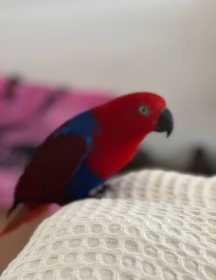 Lost Eclectus