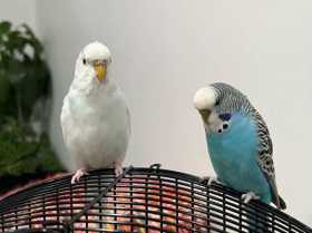 Lost Budgerigar