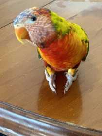 Lost Lory / Lorikeet