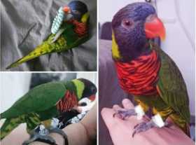 Lost Lory / Lorikeet