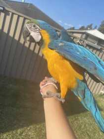 Lost Macaw