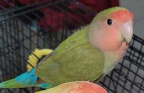 Lost Lovebird