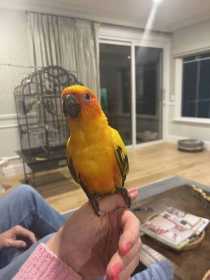 Lost Conure