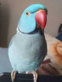 Lost Indian Ringneck Parakeet