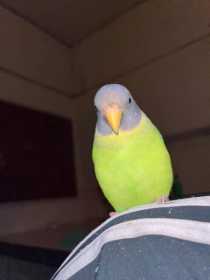 Lost Grey-Headed Parakeet