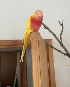 Lost Lory / Lorikeet