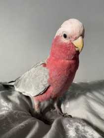 Lost Galah Cockatoo