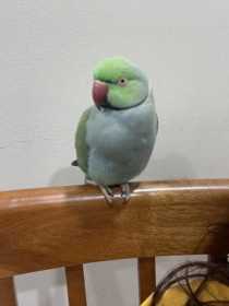 Lost Indian Ringneck Parakeet