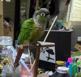 Lost Conure