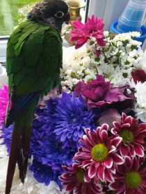 Lost Conure