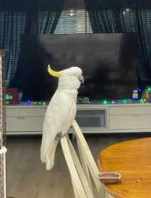 Lost Cockatoo