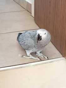 Lost African Grey