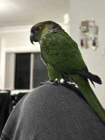 Lost Conure