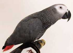 Lost African Grey