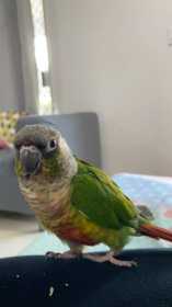 Lost Conure