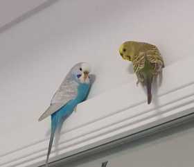 Lost Budgerigar