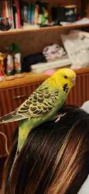 Lost Budgerigar