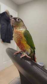 Lost Conure