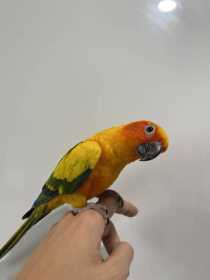 Lost Conure