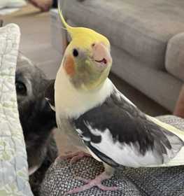 Lost Cockatiel