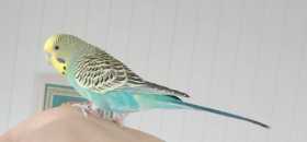 Lost Budgerigar