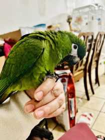 Lost Macaw