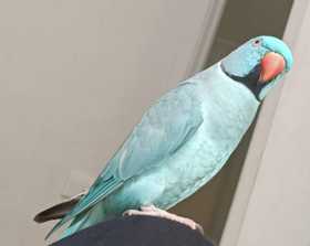 Lost Indian Ringneck Parakeet