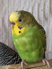 Lost Parakeet