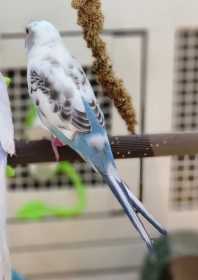 Lost Budgerigar