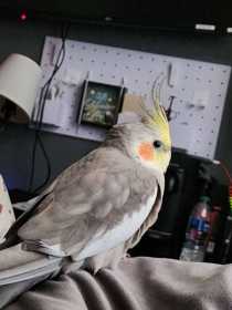 Lost Cockatiel