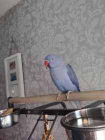 Lost Indian Ringneck Parakeet