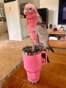 Lost Galah Cockatoo