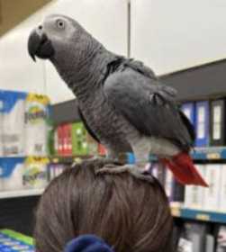 Lost African Grey