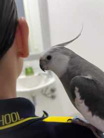 Lost Cockatiel