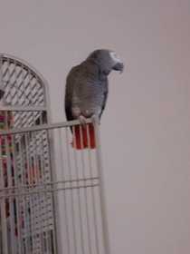 Lost African Grey