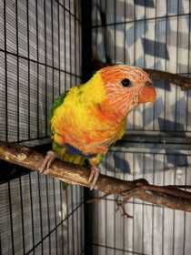 Lost Lory / Lorikeet