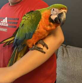 Lost Macaw