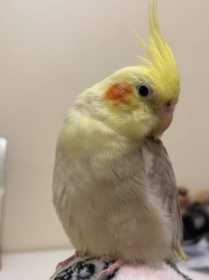 Lost Cockatiel