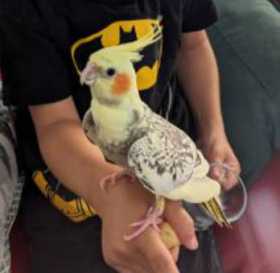 Lost Cockatiel