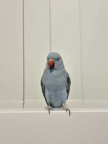 Lost Indian Ringneck Parakeet