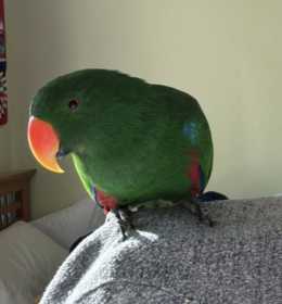 Lost Eclectus