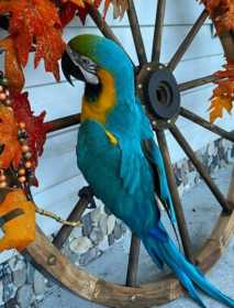 Lost Macaw