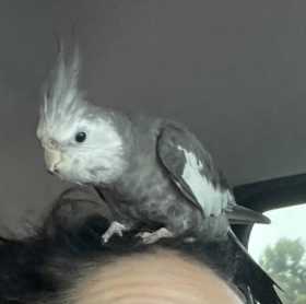 Lost Cockatiel