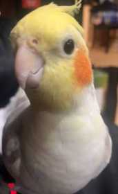 Lost Cockatiel