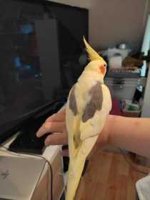 Lost Cockatiel